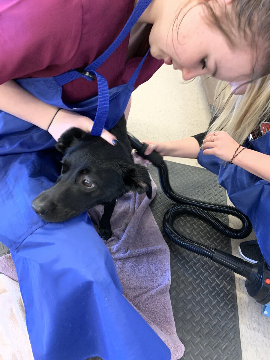 kcalvetsci's tweet photo. The Clinical Skills class experienced their first grooming day for KCAL staff members and I’d say it was a pretty productive day! #cteinkisd https://t.co/aZGCxuuPWv