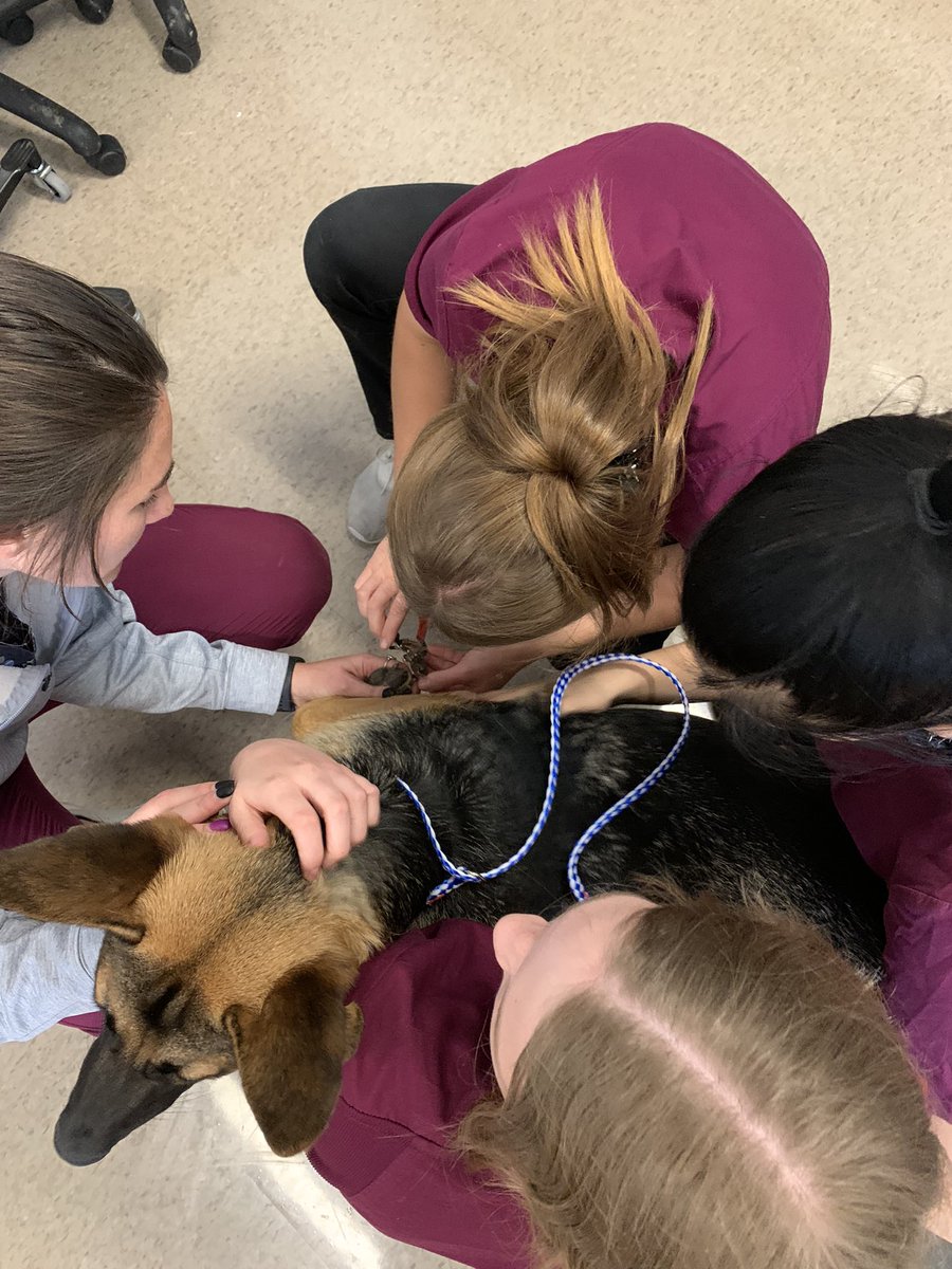 kcalvetsci's tweet photo. The Clinical Skills class experienced their first grooming day for KCAL staff members and I’d say it was a pretty productive day! #cteinkisd https://t.co/aZGCxuuPWv