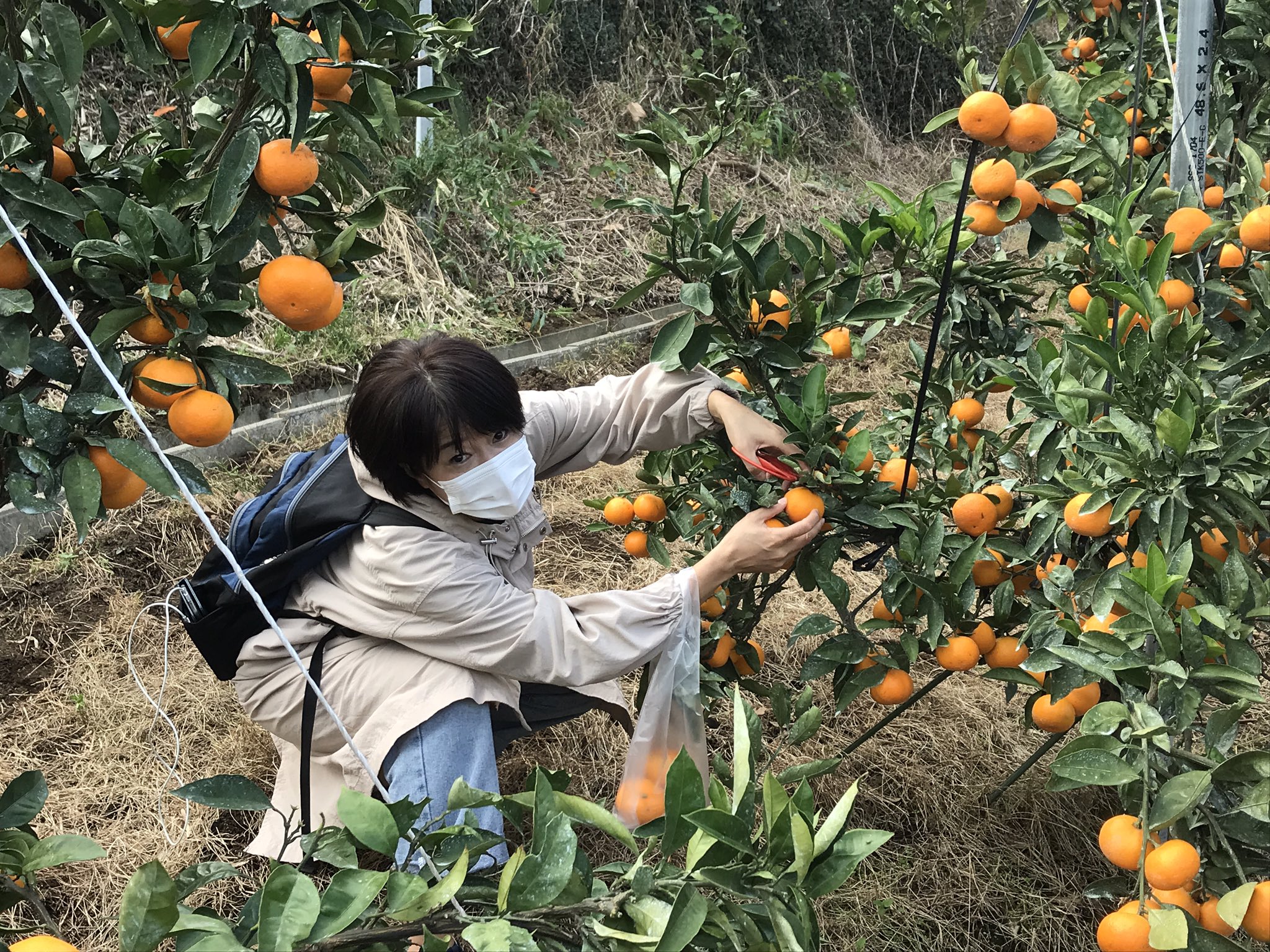 ｇｅｎｋｉ I Am 酒かす 京急津久井浜駅から徒歩 みかん狩り 津久井浜観光農園で食べ放題と2kg 人のおみやげで楽しく過ごしてる 津久井浜観光農園 みかん狩り T Co Mtfvsyewvh Twitter