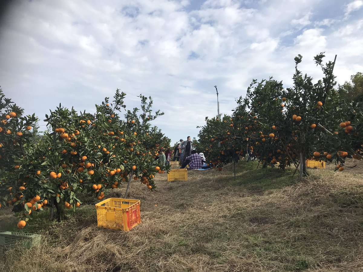 津久井浜観光農園
