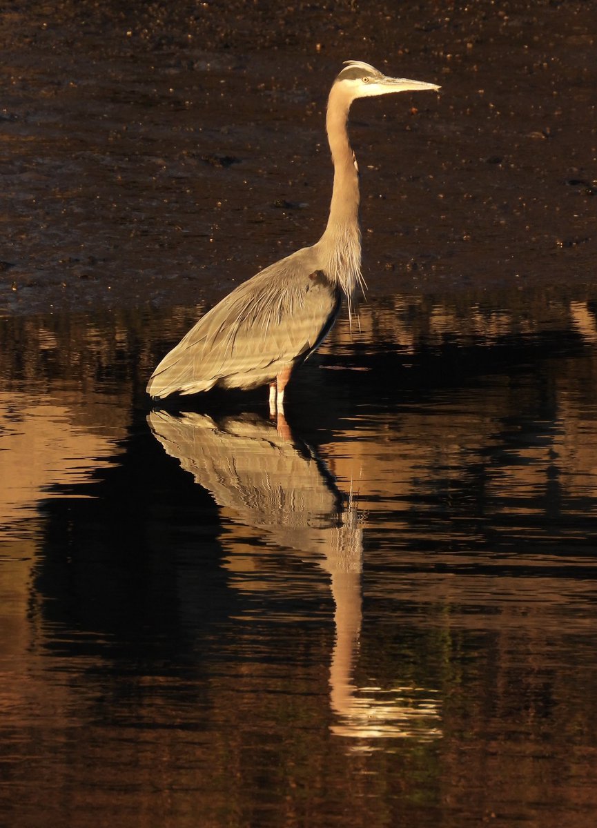 Golden hour Great Blue Heron prowling the shore of the Bronx Kill this evening @randallsisland 

#UrbanBirding #BirdsofNYC #BirdNerd #NaturalHealthService