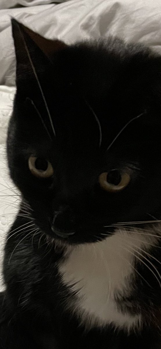 Bryse14's tweet photo. Someone pls explain to me why I wanted a kitten but got an owl instead https://t.co/b4C2JVXdCs