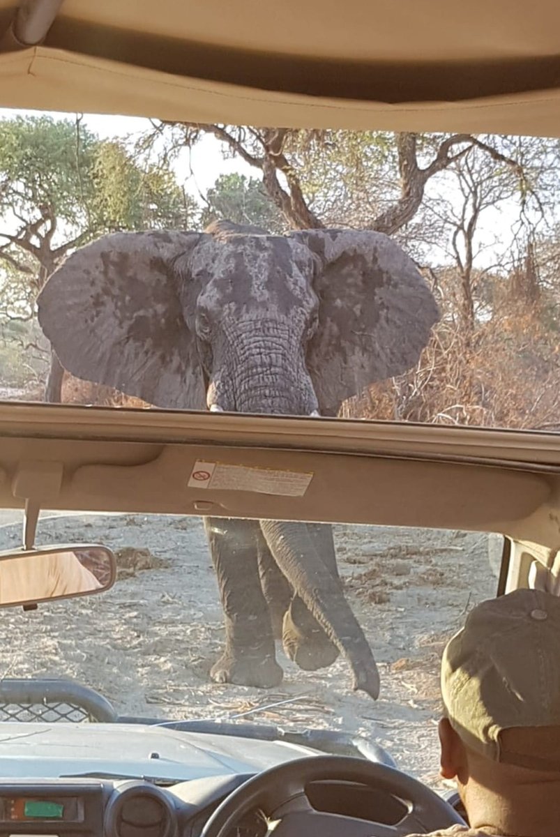 AfricanSafaris's tweet photo. Everything in Africa bites – but nothing’s worse than the safari bug!  ❤️🐘🐾

📷 @kgabisi.bojosi https://t.co/zXtiQ9bEdB
