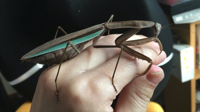 お腹が大きくなりました
交尾させようかなぁ
そして鎌がくい込んで… 