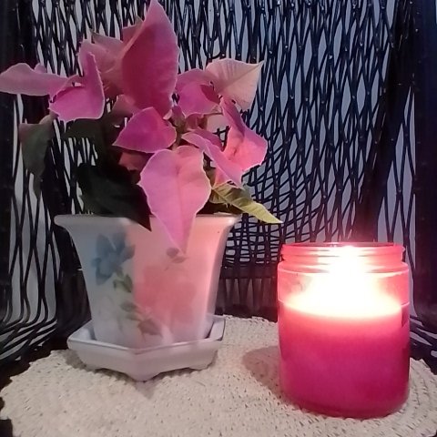 eabrina's tweet image. Early Christmas present 
#pink #poinsettia 💗

#pandemicDiary