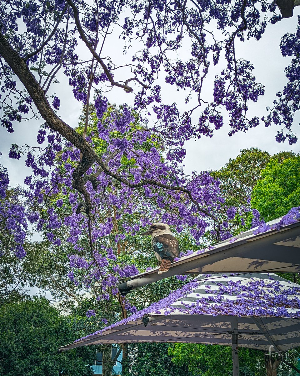 foraggiophoto's tweet photo. 'Tis the season to be #purple in Sydney!! I hope you're all enjoying the beautiful blooming #jacarandas 💜☂️ I went out to shoot some video yesterday and took these with the phone. Video coming soon 📺 #jacarandaseason #nature #photography https://t.co/4Qmzl5tCmA