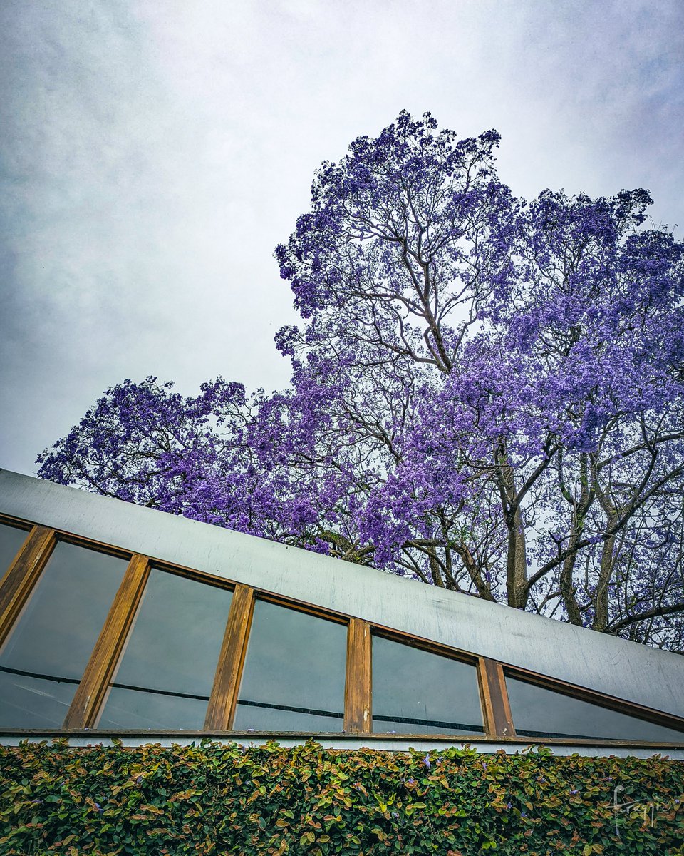 foraggiophoto's tweet photo. 'Tis the season to be #purple in Sydney!! I hope you're all enjoying the beautiful blooming #jacarandas 💜☂️ I went out to shoot some video yesterday and took these with the phone. Video coming soon 📺 #jacarandaseason #nature #photography https://t.co/4Qmzl5tCmA