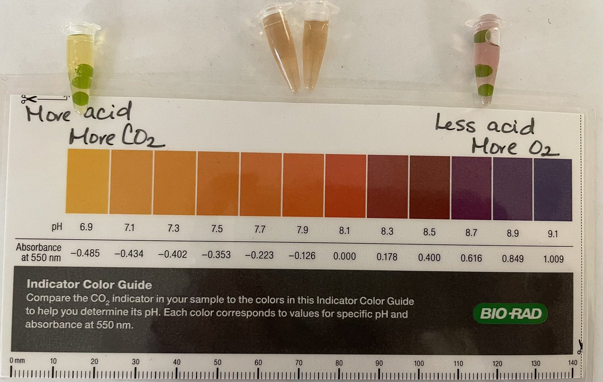 I wasn’t sure how our data would turn out as 9th bio collected algae bead data. These results were exciting to see at the end of class! The yellow tube with beads was in foil while the purple tube was in the light. 👍 Photosynthesis &amp; CR in action!