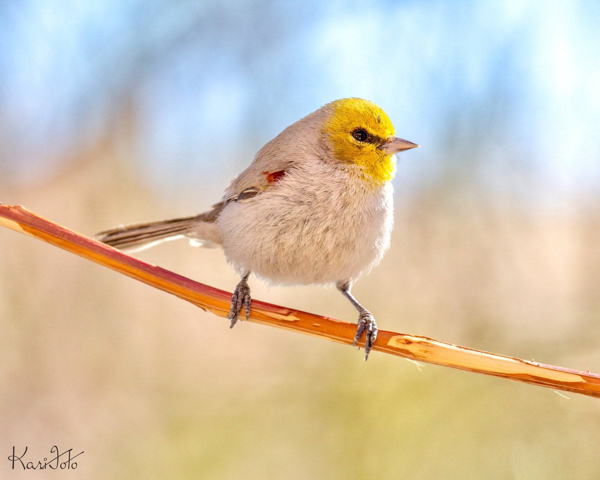 Verdin 
#KariFoto #TeamCanon #canonphotography #CanonFavPic #birdphotography #verdin #shotoncanon #birding