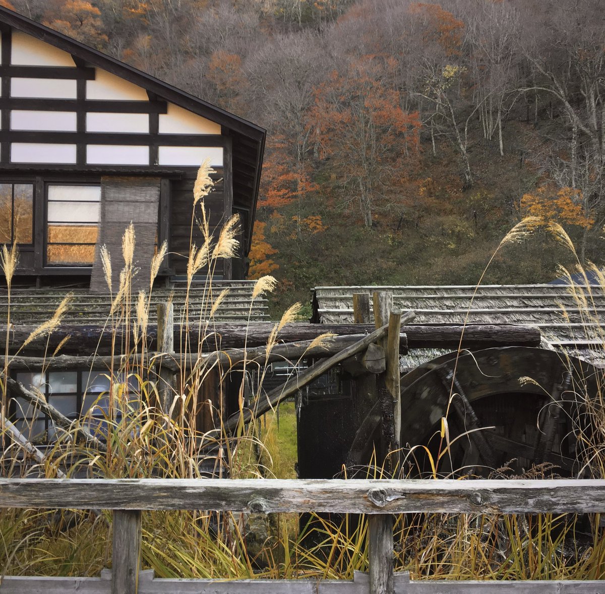 heyitssharla's tweet photo. Autumn in Japan🍁🍂 https://t.co/jznorp98qY