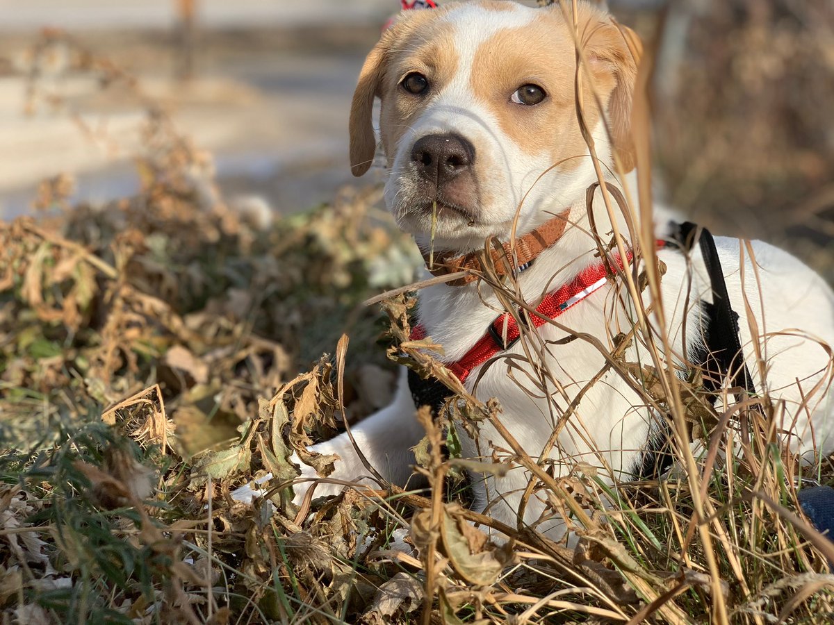caitycurtis's tweet photo. @thotsofdoglol https://t.co/heI3WNxF6E