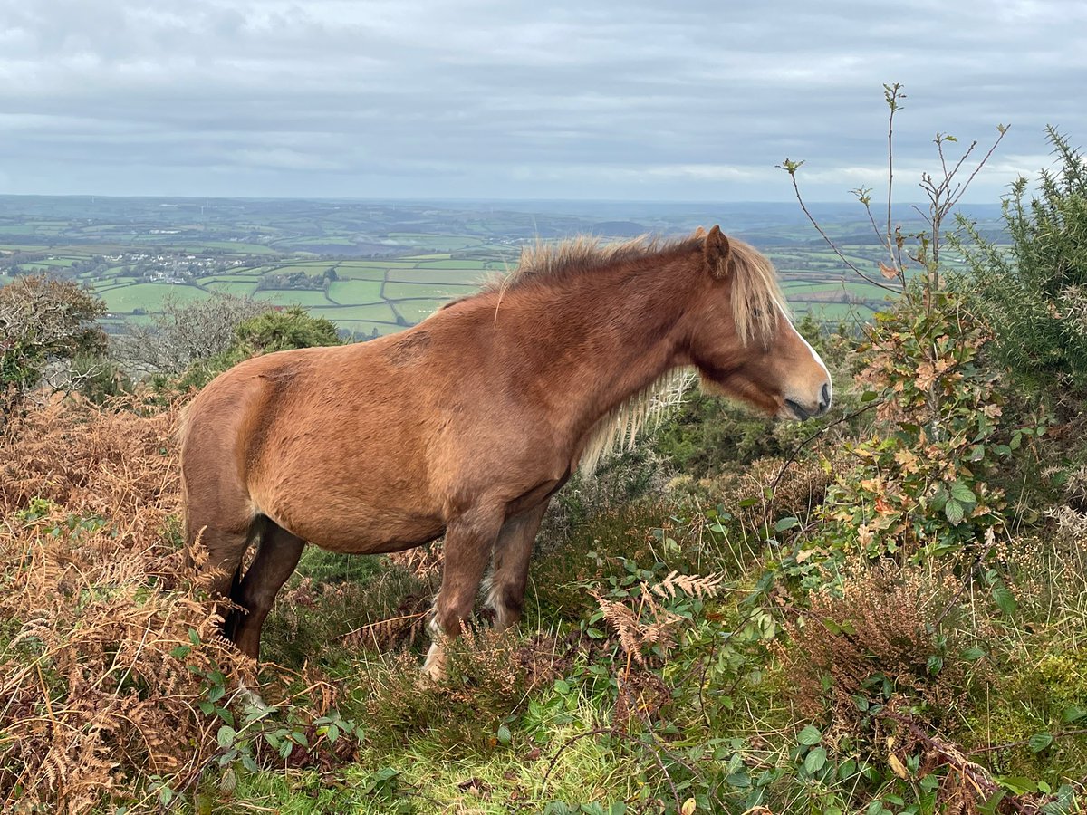 RuthLozzaruth's tweet photo. Lovely bimble around #kithill expertly guided by @iwalkc - #ponies #awesomeviews #dartmoor #chimneys #plymouthsound @JoG13 https://t.co/4FVg1gMXkx