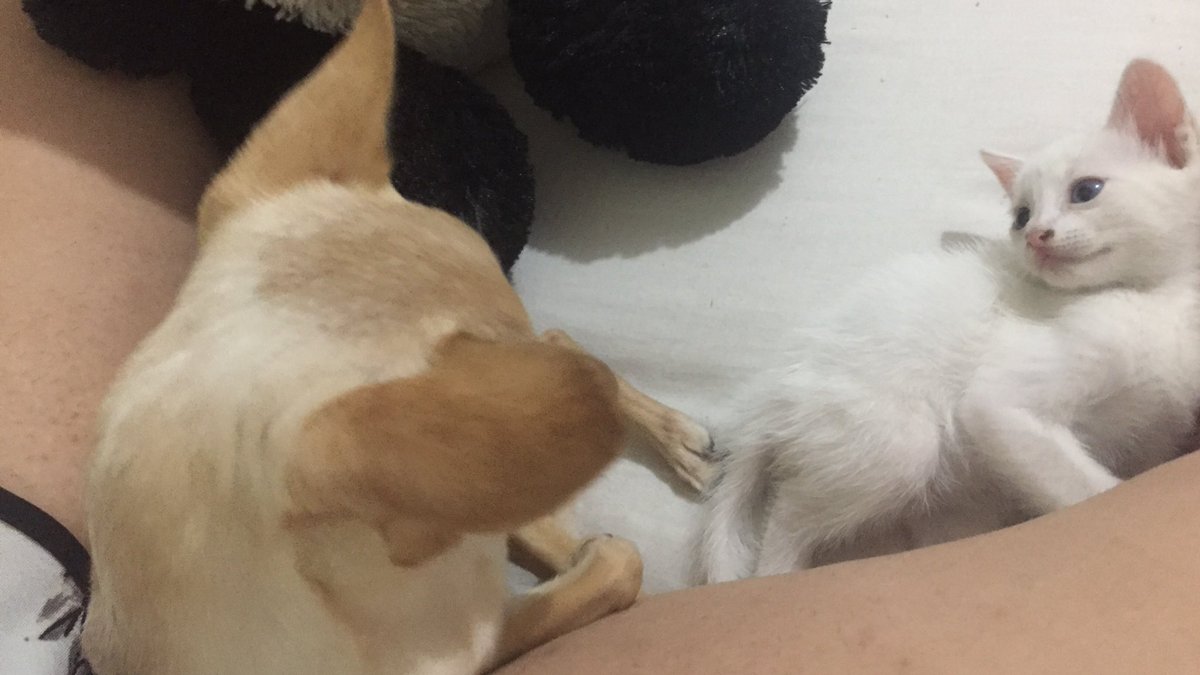 paranoidisk's tweet photo. tobias cuidando da chicória https://t.co/6PNNn7p7qr