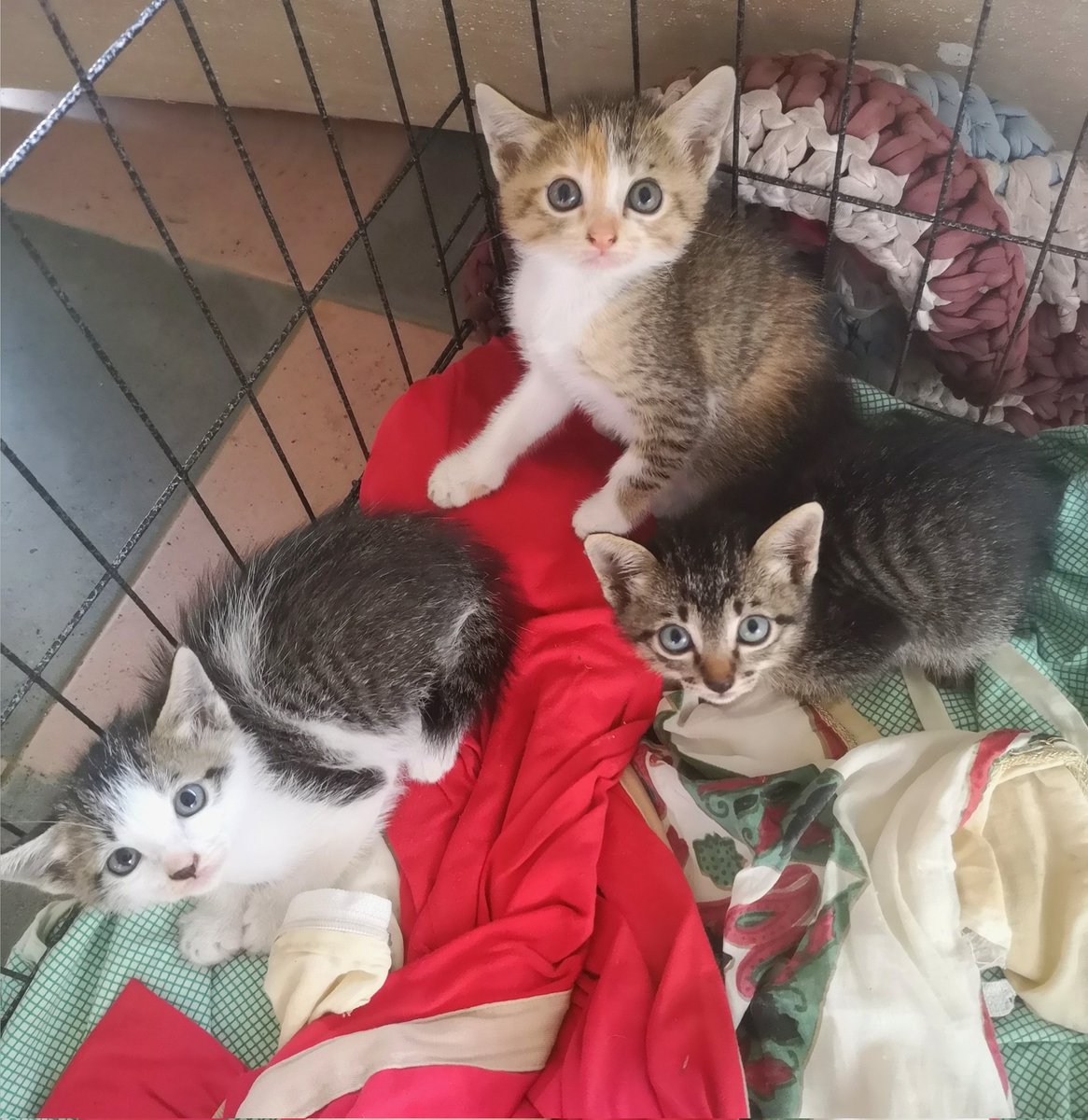 Muz  🇲🇾🇵🇸🏴 (@MuZ_MS) / Twitter