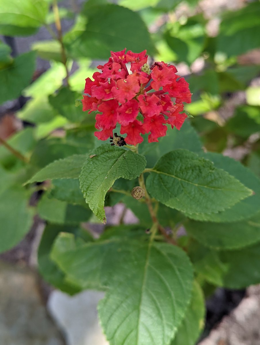 マーク (@kobuta_48) on Twitter photo 