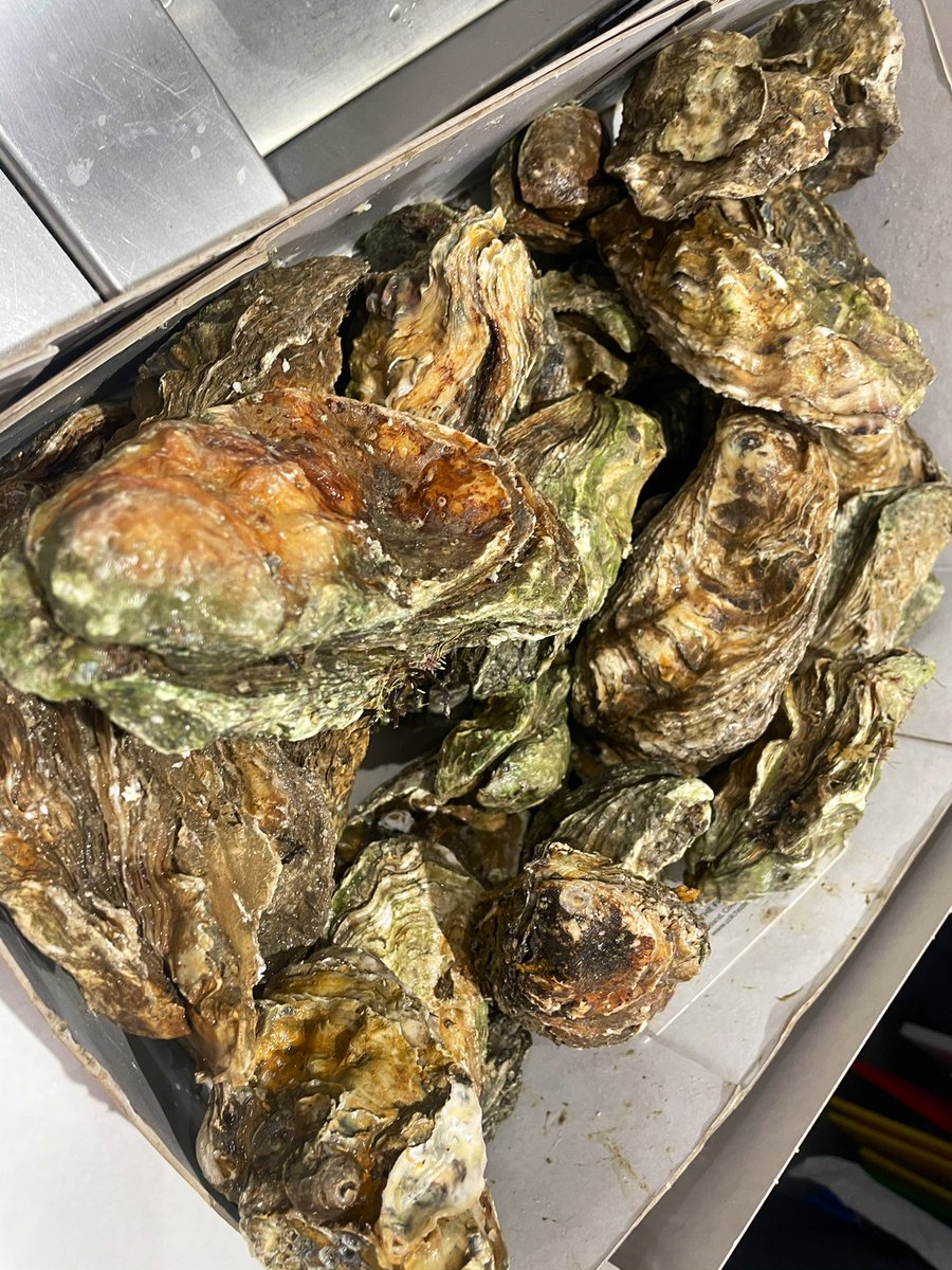 DaveJCritchley's tweet image. Giants amongst us ! These whoppers have been flying out tonight and more coming for tomorrow’s service at @lubanliverpool ! @WardsFish #oyster