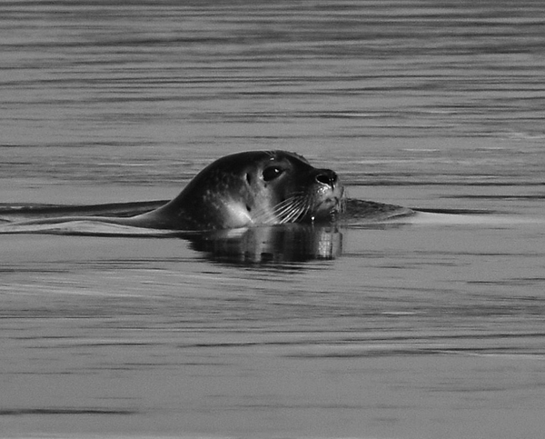 New artwork for sale! - "Tidal Seal" - fineartamerica.com/featured/tidal… <a href="/fineartamerica/">Fine Art America</a>
