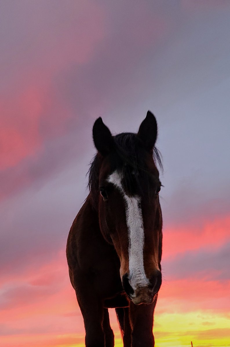 JBMEquiFarms's tweet photo. Incredible sunset tonight!
Unbelievable weather for November.
There was even a rainbow 🌈!!
#rainbows #unicorns #mybackyard #prairiesunset #prairiesky #bigsky
#manitoba #sunset #mbwx #november #somanycolours #paintedsky #Molly #zippy #pattie #suppertime #hay #horses https://t.co/P479g1HiZQ