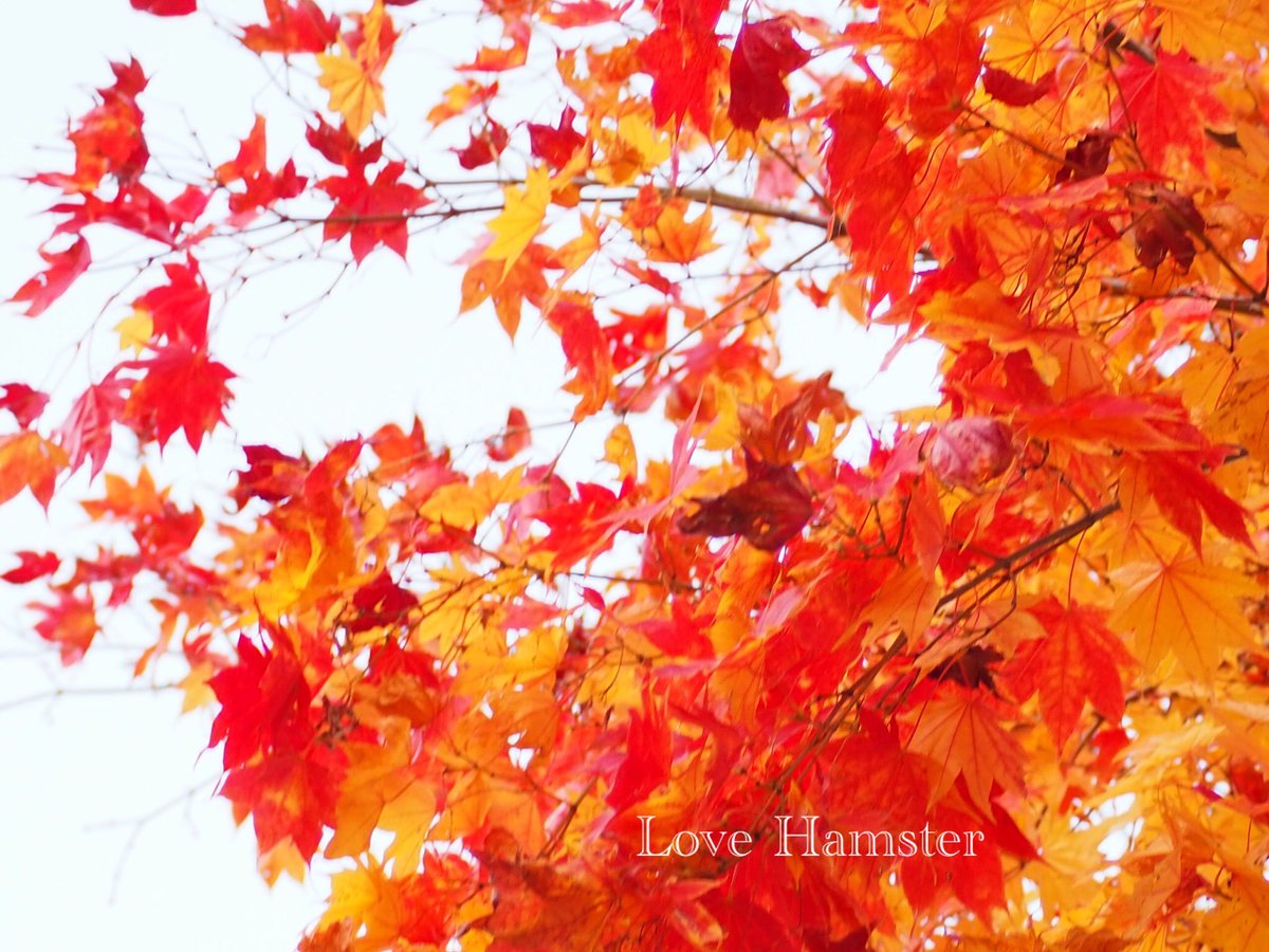 hamster_snow's tweet photo. 🍁   秋   🍁   

#autumnleaves #Japan
#ファインダー超しの私の世界 #キリトリセカイ #写真好きな人と繋がりたい #カメラ好きな人と繫がりたい #北海道 #紅葉 #Photos #Hokkaido #カメラ初心者 https://t.co/tDz0sF0BFu