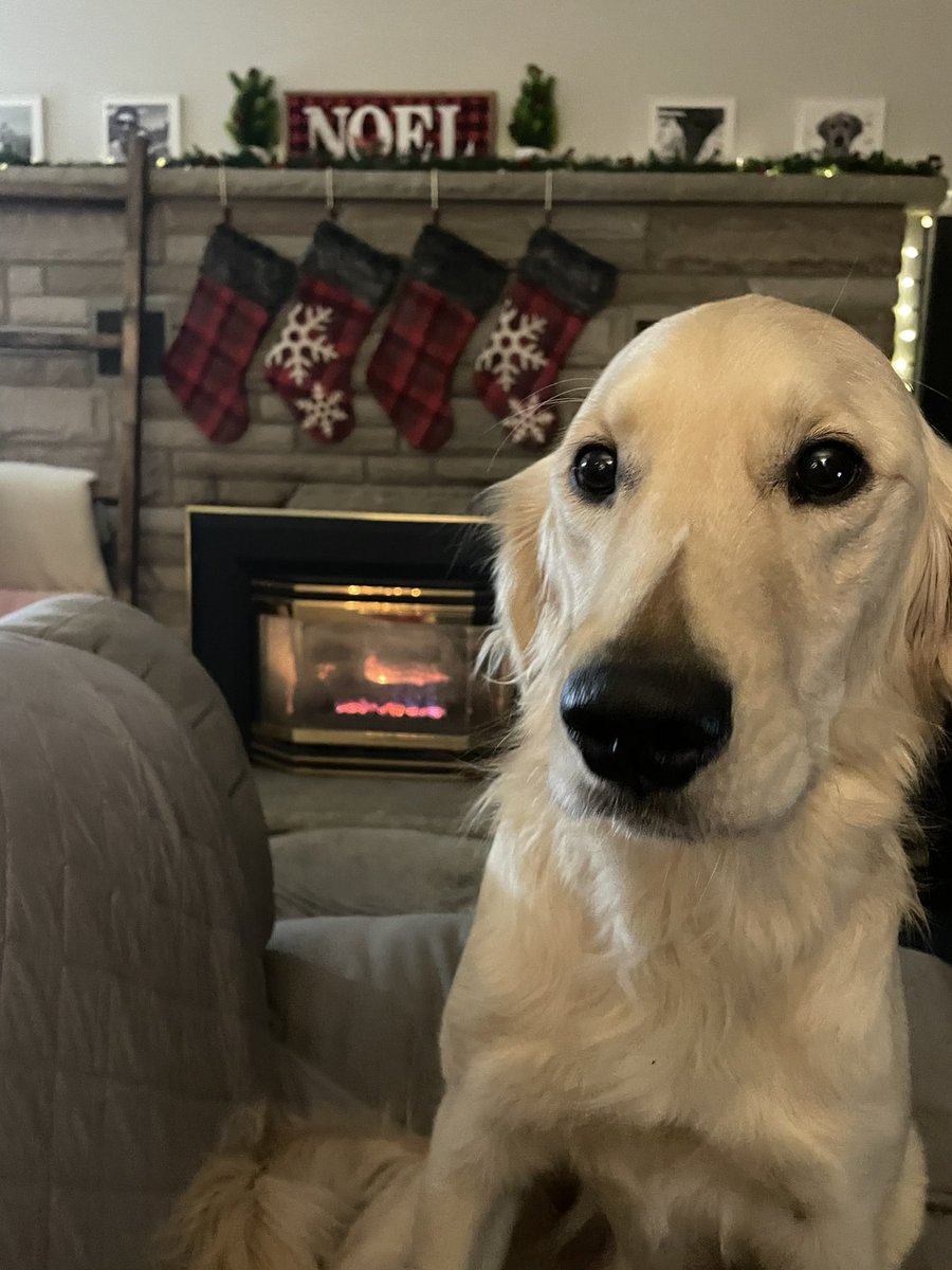 AbbieMSmart's tweet photo. Coopy wants everyone to know it’s only 49 days until Christmas! https://t.co/62mxbLDE22