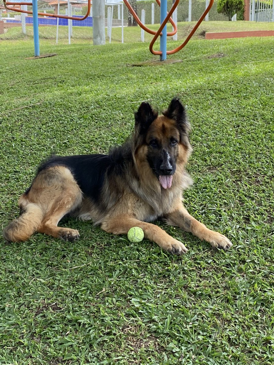 Mi hermoso guardián… ya tu familia llego… pronto tendremos que despedirnos.. te queremos un montón.  Feliz de haberte cuidado y acogido. Un gran lección de vida. 
Guardián  llego en dic del 2020. 
Un viaje duro, costoso  y de mucha indifencia.