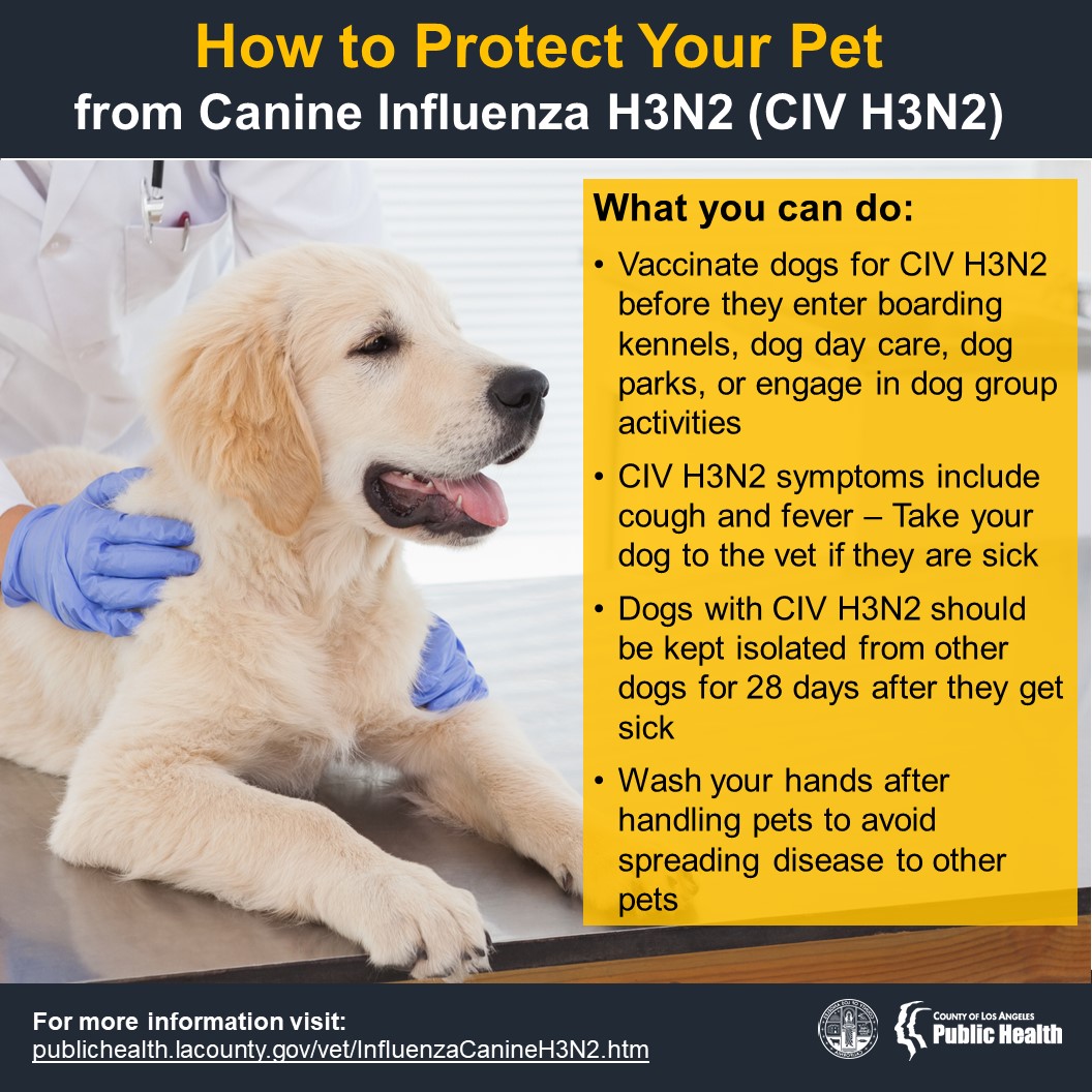 lapublichealth's tweet photo. Canine Influenza H3N2, also known as “dog flu” is a vaccine preventable respiratory disease that can be easily transmitted from dog to dog. Symptoms include cough, fever &amp; loss of appetite. Visit https://t.co/akpH2Ks4kO to schedule an appointment to get your dog(s) vaccinated! https://t.co/ijWHFXpjYO