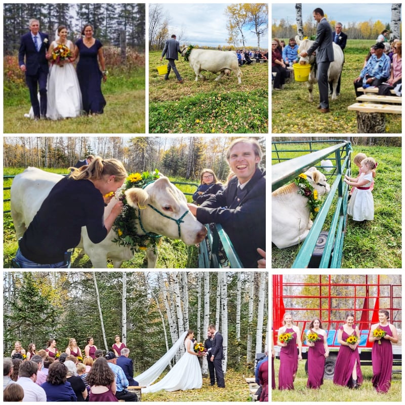 OntFarmerNews's tweet photo. The wedding of Emily Potter and Jason Seed had a flower cow! BPL Beyonce 18B, a Charolais, adorned a floral wreathe to proceed the bride down the aisle. The wedding was held on Potter's beef farm near Earlton. Photos by @Sharon_Grose #OntFarmerNews #OntAg #AgTwitter #Cows https://t.co/ZXlrrKgA8U