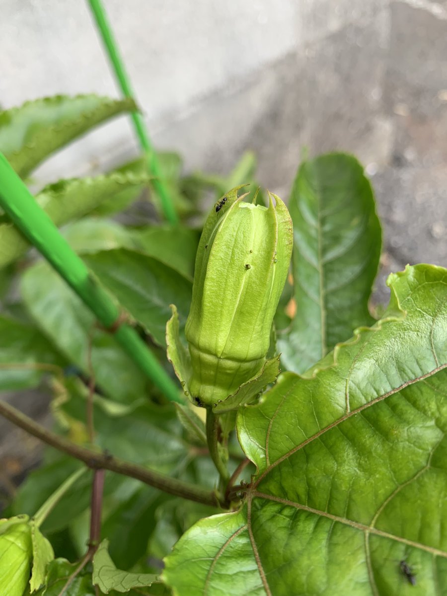 Top Tweets For パッションフルーツ Twstalker