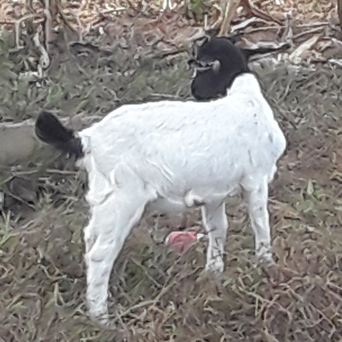 edmuivulla's tweet photo. @TheGrimsy My pet 🐐 https://t.co/XuwGqYwtGA