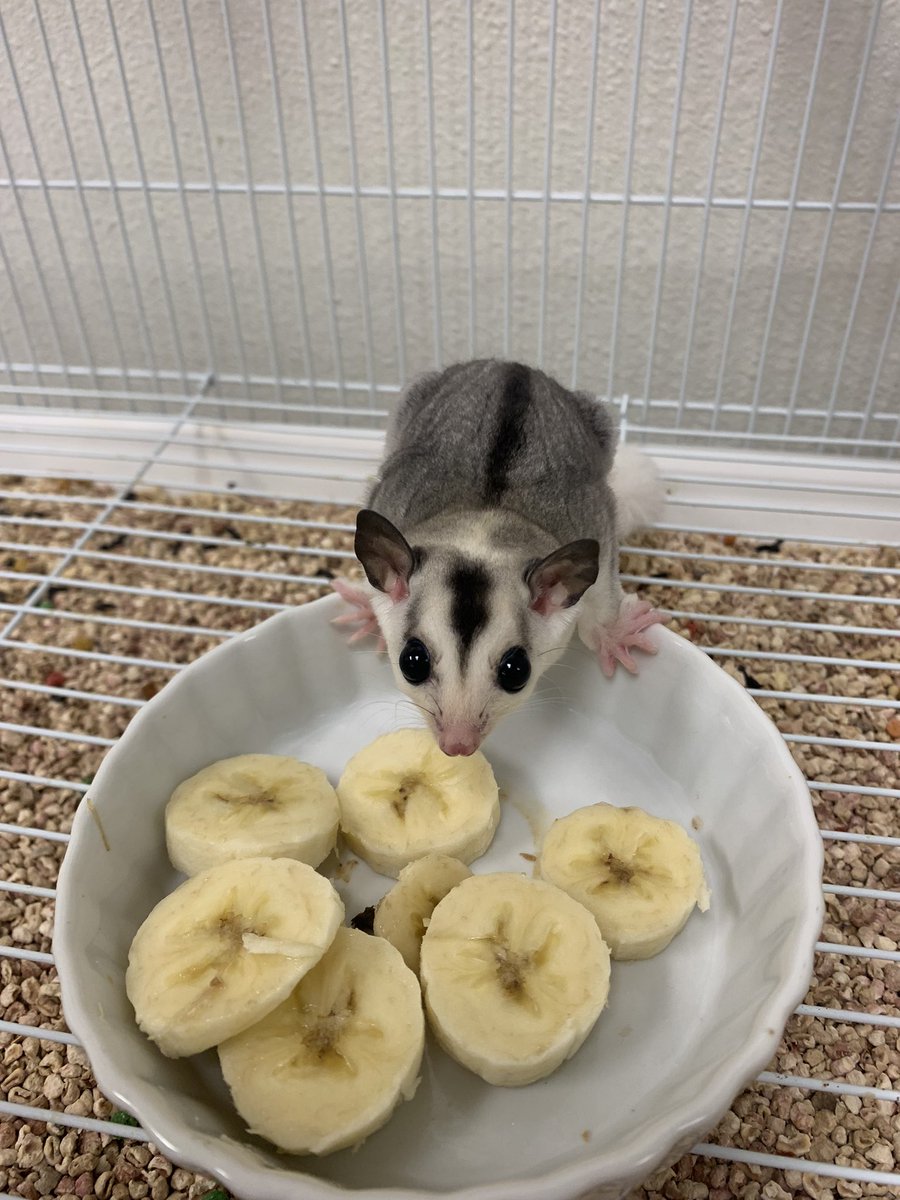 This week Small Animal Management students helped tame a young sugar glider while witnessing many behavior changes with our little “Diva”.