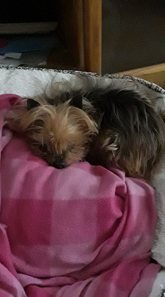 Don__Navarro's tweet photo. I'd give anything to hear you bark again, to play with you again, or just to see you again. You meant more to me than life itself Charlie. I'll spend the rest of my life missing you every day. I hope I get to see you again one day, you'll always be my little girl. I love you girl https://t.co/Cu304dTIAq