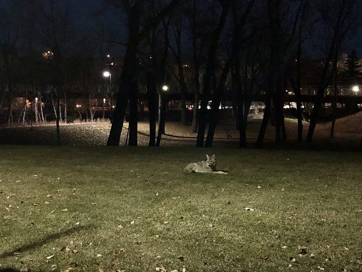 Coyote spotting tonight on Prince’s Island. #Calgary #YYC
cc: @Crackmacs