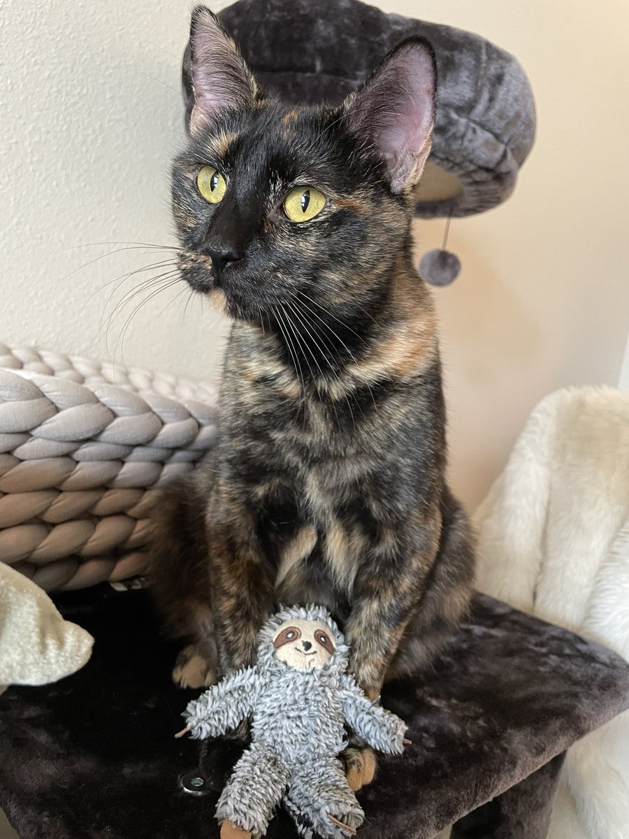 Kathryn_IsTrash's tweet photo. And here is my angel kitty Ninette almost completely recovered. Ive only had her for two week. Quickly becoming the worlds most expensive shelter cat. https://t.co/UryiUQ8Htt