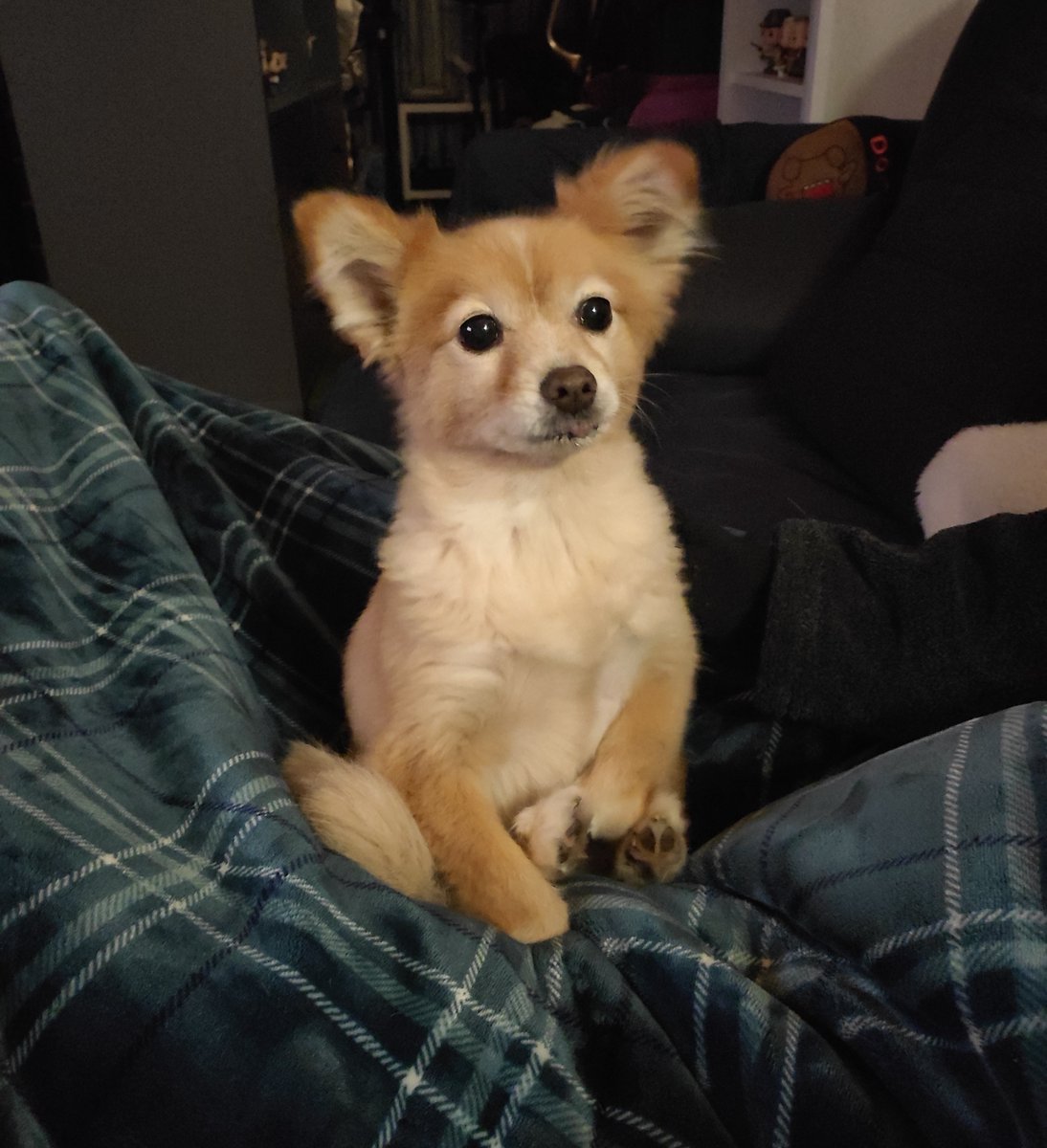 Suzanne_J_W's tweet photo. Goodbye to our very good girl Buffy. Her heart literally grew too big for her little body. She protected us from flies, possums and delivery drivers. She loved her toy rat, walks and ice cream. We miss you. 💔 https://t.co/cenb39r3iw