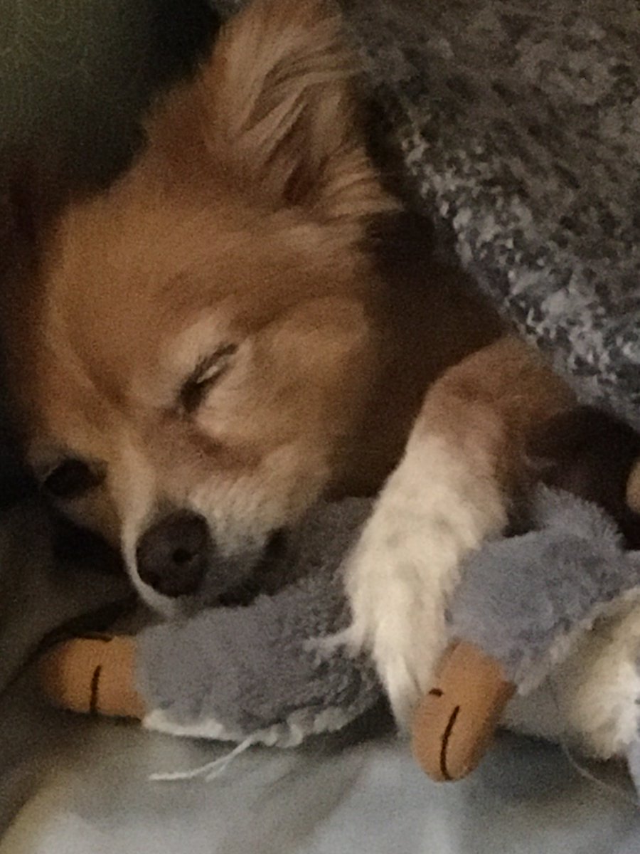 Suzanne_J_W's tweet photo. Goodbye to our very good girl Buffy. Her heart literally grew too big for her little body. She protected us from flies, possums and delivery drivers. She loved her toy rat, walks and ice cream. We miss you. 💔 https://t.co/cenb39r3iw