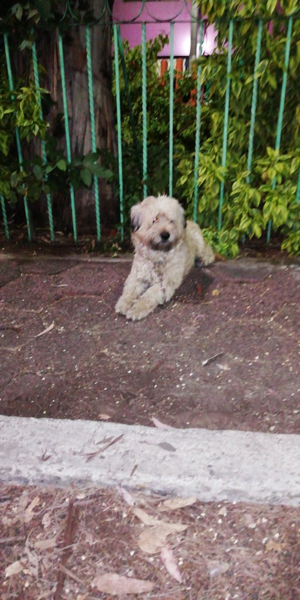 lovekhey's tweet photo. @PrrosPerdidosMX ¡ayuda! Abandonaron a este perrito en @Alc_Iztapalapa parque Florida frente Sola Basic Av Javier Rojo Gomez.Lo dejaron amarrado 😭 https://t.co/uyKbyRucyc