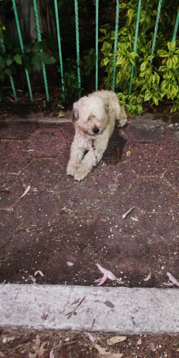 lovekhey's tweet photo. @PrrosPerdidosMX ¡ayuda! Abandonaron a este perrito en @Alc_Iztapalapa parque Florida frente Sola Basic Av Javier Rojo Gomez.Lo dejaron amarrado 😭 https://t.co/uyKbyRucyc