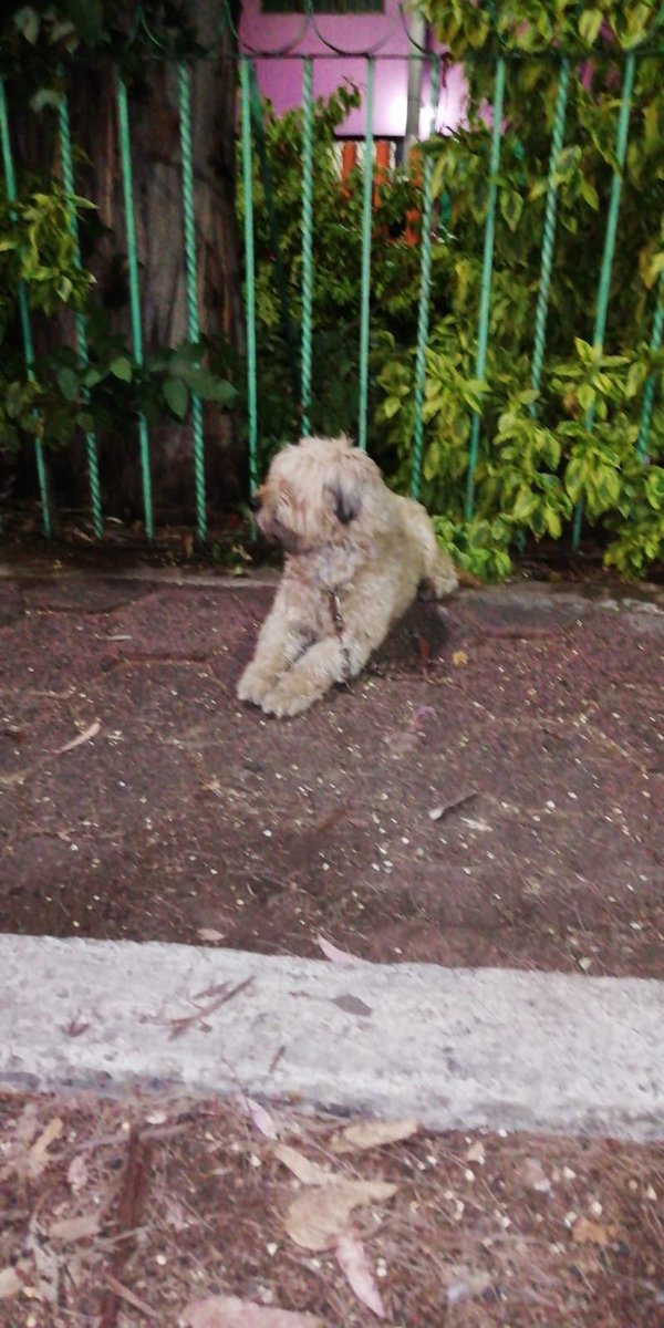 lovekhey's tweet photo. @PrrosPerdidosMX ¡ayuda! Abandonaron a este perrito en @Alc_Iztapalapa parque Florida frente Sola Basic Av Javier Rojo Gomez.Lo dejaron amarrado 😭 https://t.co/uyKbyRucyc
