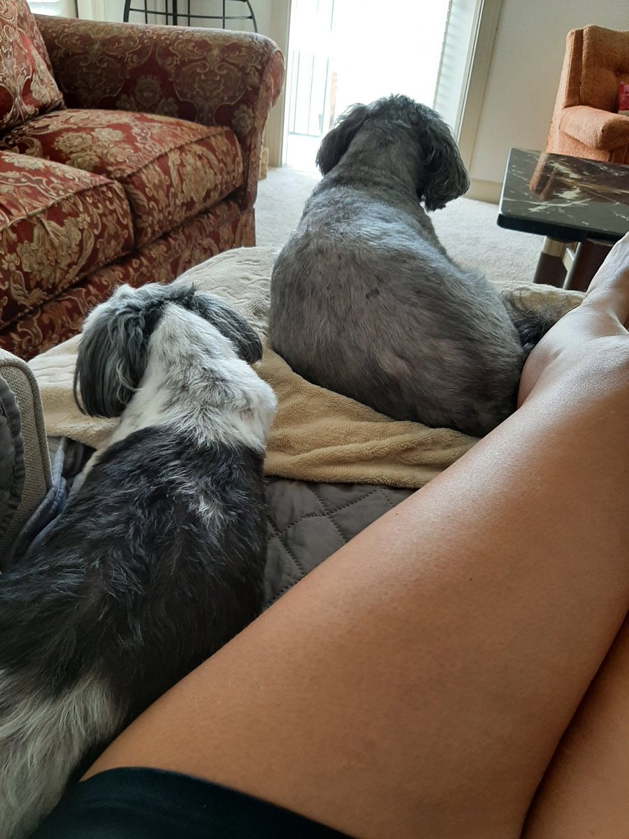 SheilaDupas's tweet photo. Chillin with my fur babies Sophie and GiGi #dogsarefamilytoo #furbabies #relaxing #legsfordays https://t.co/zhuW8X35o3