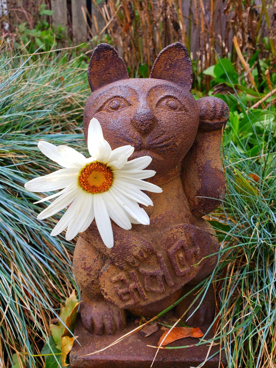brainwise's tweet photo. Yesterday, Zen Kitty waved goodbye to the corner garden. The kitty has since retreated to a warmer location until next spring. #backyard #garden #ZenKitty #daisy #novembrr https://t.co/SwJdw4hILj