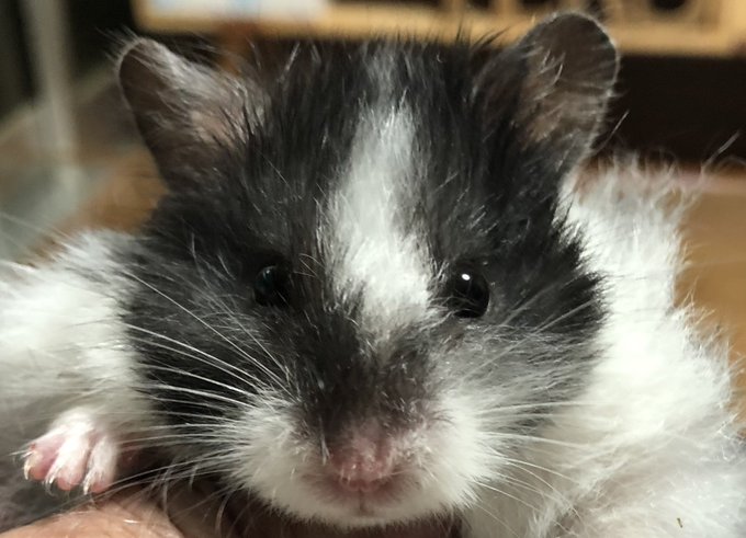 ハムスターのtwitterイラスト検索結果