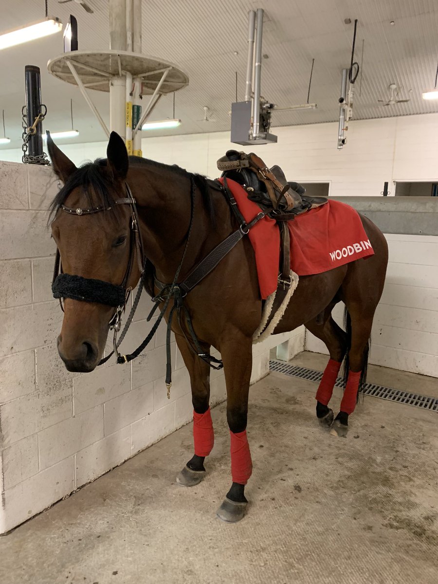 ariswys's tweet photo. That’s my baby😍🥰🥰 #woodbinepony #ponyrider https://t.co/LoJEQ7IK5h