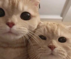 f9kitties's tweet photo. I vote #fromis9 on #MAMA https://t.co/vdOwrma5bN