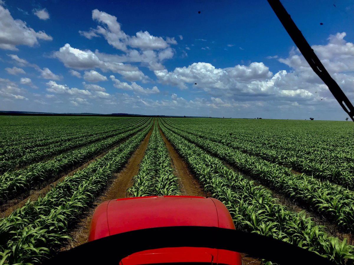 ColHogan4's tweet photo. Early sorghum looking unreal, getting 100kg of N, hopefully big week of rain now. #barenbrug #cracka https://t.co/AxWVJNS0ND