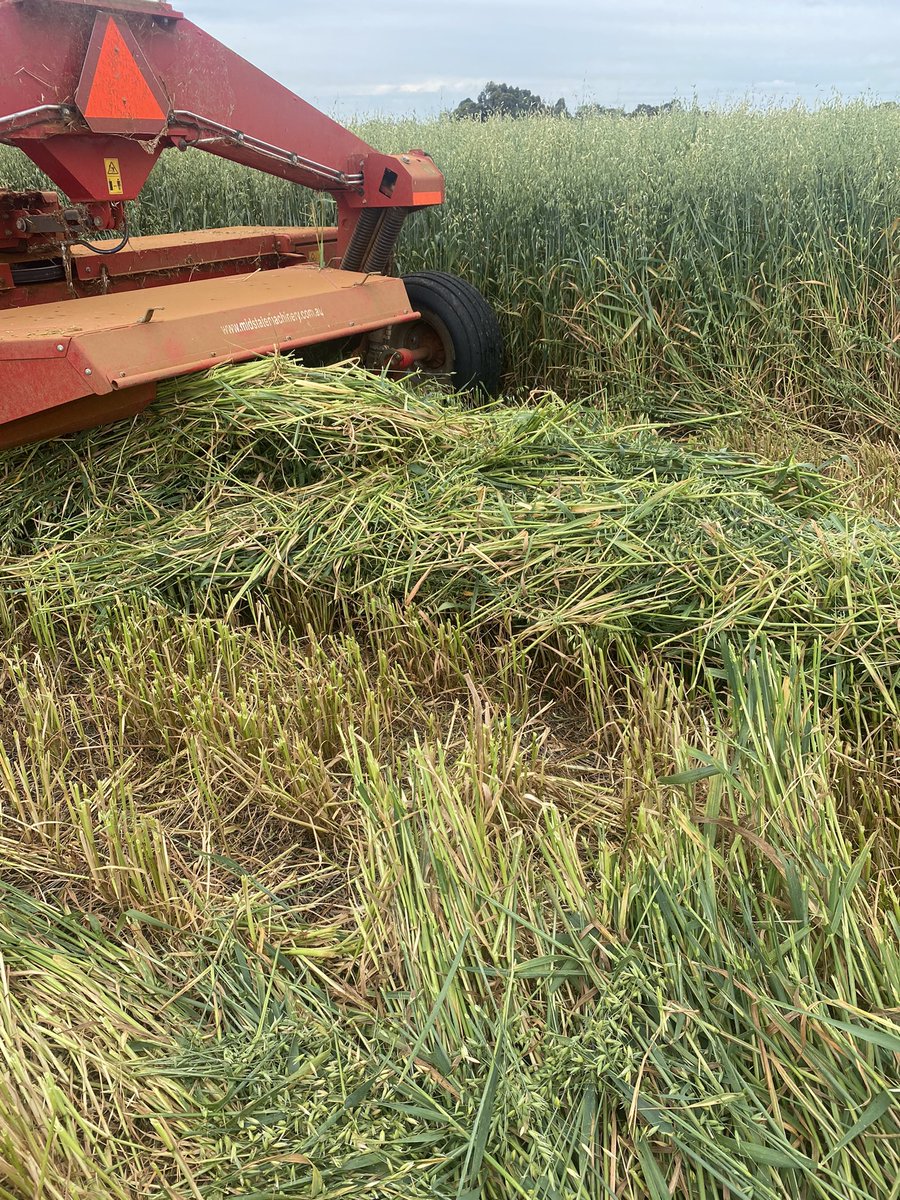 BrentRothacker's tweet photo. Pre watered Oats have done well in last years wheat stripper stubble leaving some cover after hay
3x 20kg dissolved urea with minerals/microbes
50 kg SOA 
20kg guano
20kg map 
Surprised how healthy and well the crop has gone https://t.co/8XYlkqQVTu