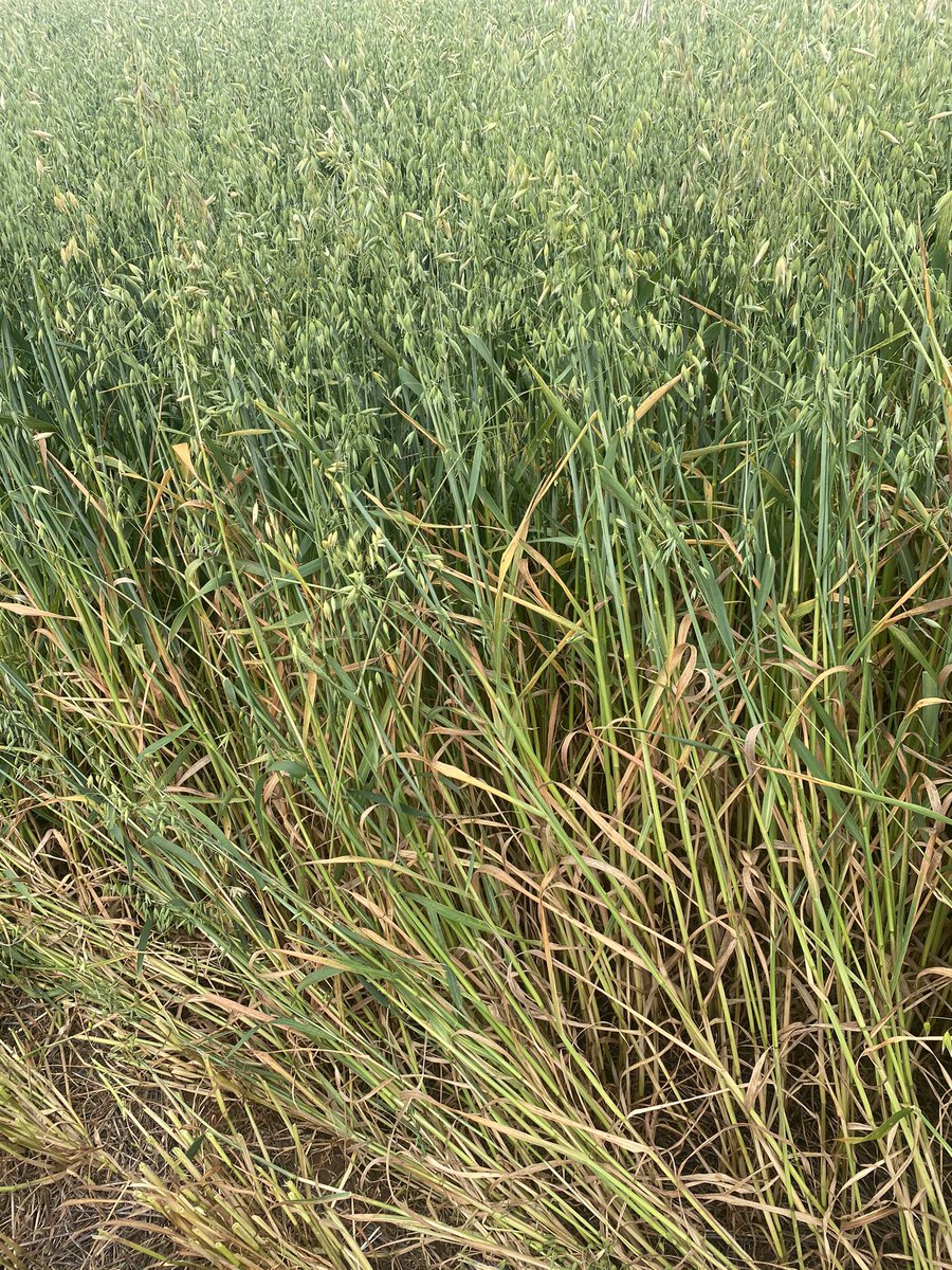 BrentRothacker's tweet photo. Pre watered Oats have done well in last years wheat stripper stubble leaving some cover after hay
3x 20kg dissolved urea with minerals/microbes
50 kg SOA 
20kg guano
20kg map 
Surprised how healthy and well the crop has gone https://t.co/8XYlkqQVTu