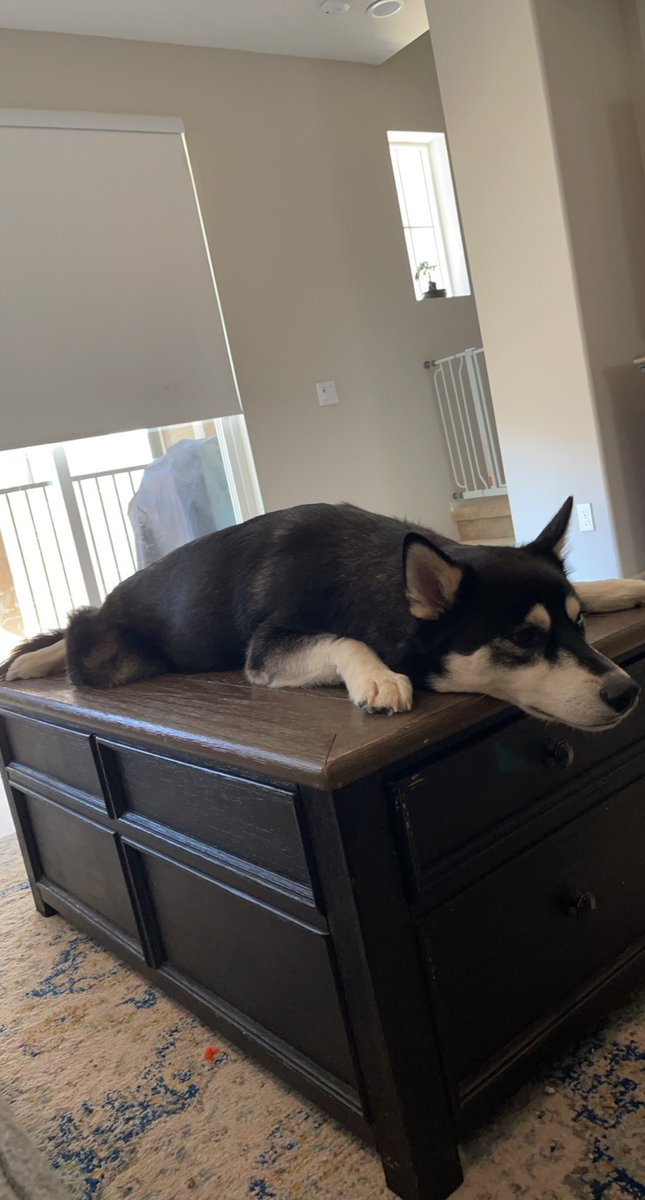 STalazac's tweet photo. Told him he was adopted today… https://t.co/OFtlfALldU