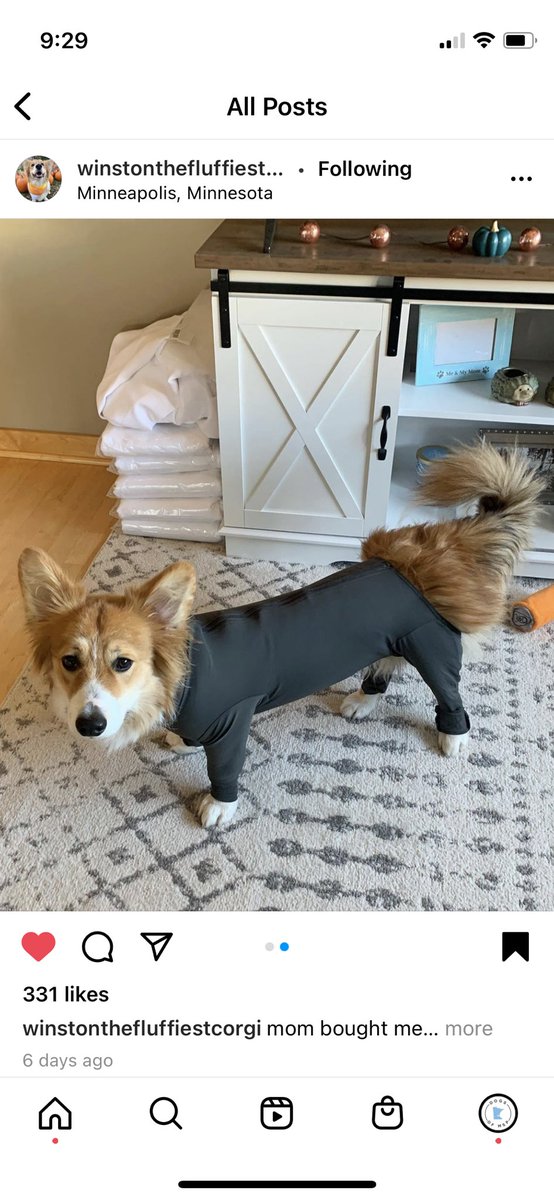 Dogs of MSP tweet media