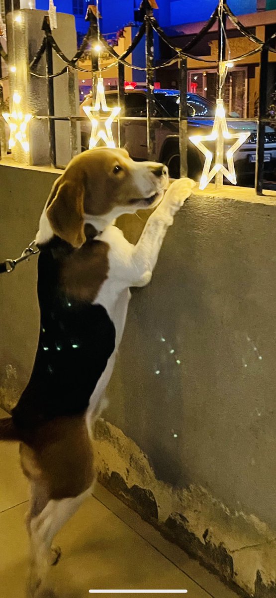 MaraliSimba's tweet photo. Simba 🐶 aiming for ✨ ⭐️ 💫 

https://t.co/lgEYdp5aYv

#Beagle #Beagleboy #beaglefacts #BeagleIndia #SimbaMarali #beaglelover #dog #pet #doglover https://t.co/V0pRvO0osi