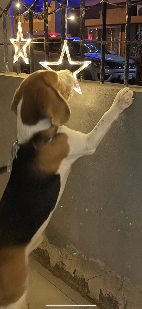 MaraliSimba's tweet photo. Simba 🐶 aiming for ✨ ⭐️ 💫 

https://t.co/lgEYdp5aYv

#Beagle #Beagleboy #beaglefacts #BeagleIndia #SimbaMarali #beaglelover #dog #pet #doglover https://t.co/V0pRvO0osi
